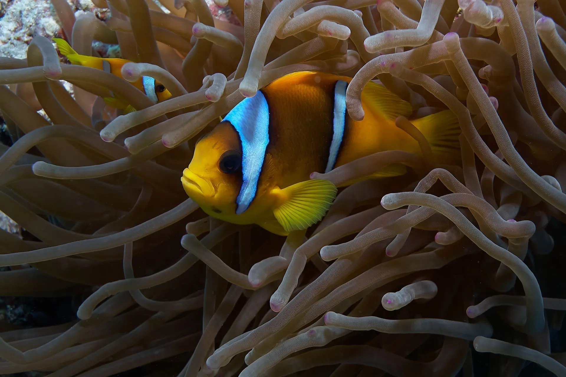 Clownfish nestled among the tentacles of a sea anemone, Brothers Islands, Red Sea, Egypt