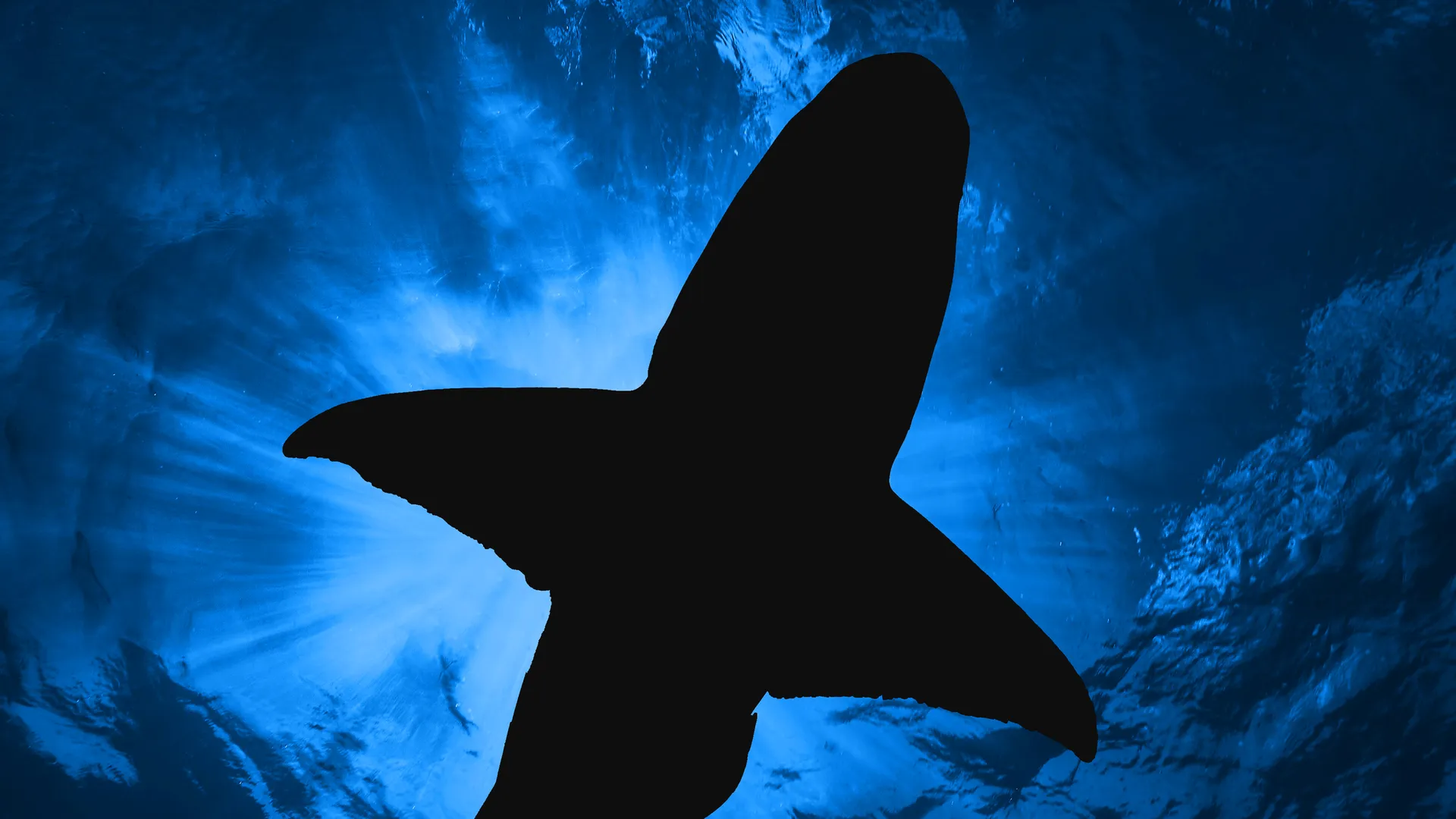 Dramatic silhouette of a shark tail fin viewed from below against blue water and sunlight