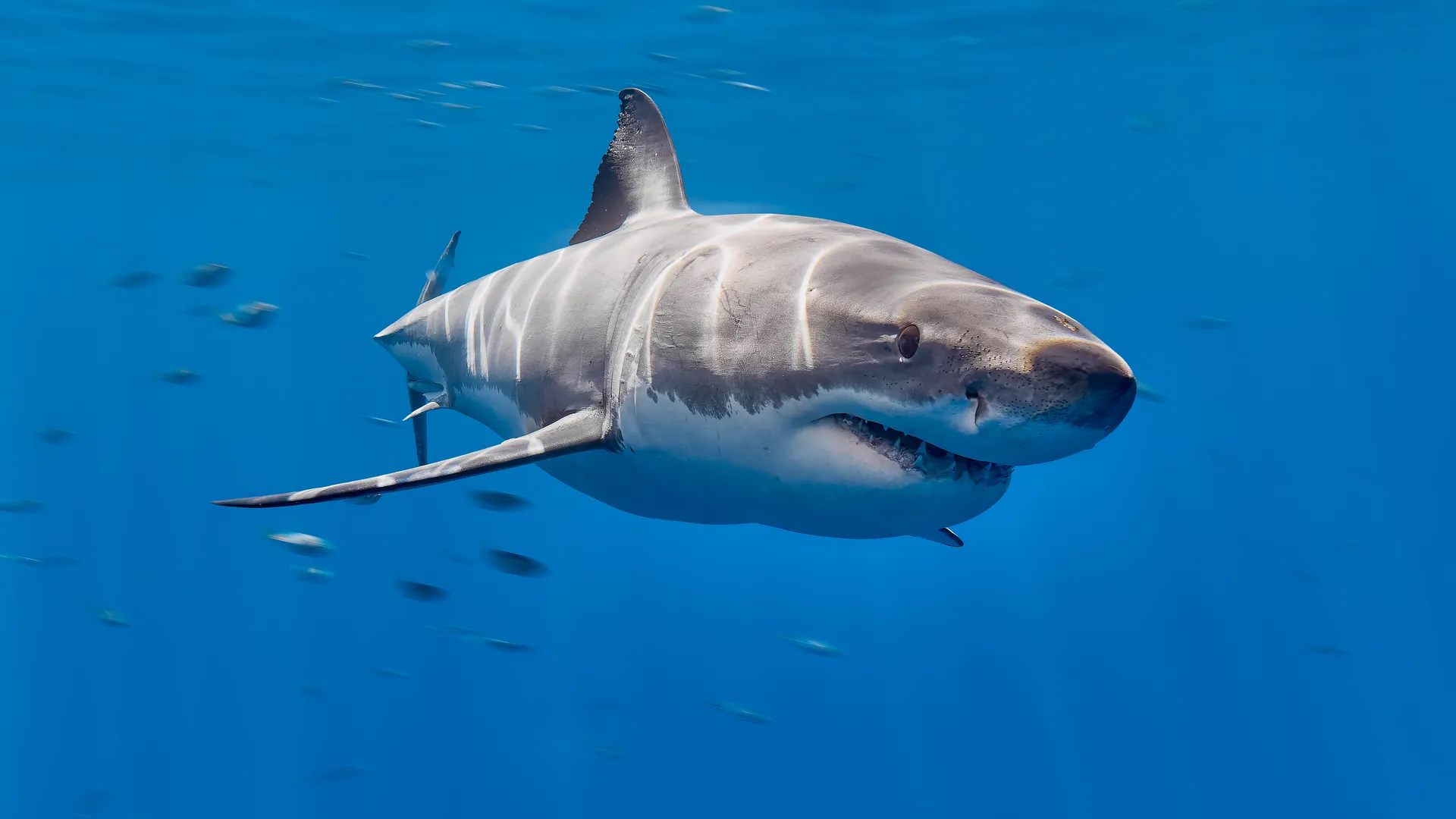 Great white shark swimming through clear blue water surrounded by small fish, Gudalupe Island, Mexico