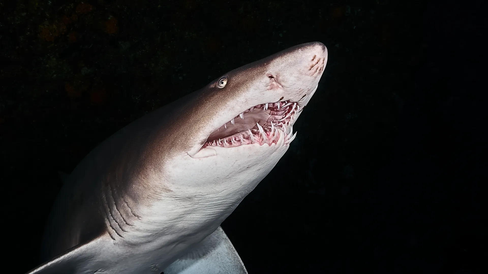 Close-up of a ragged tooth shark with exposed teeth against a dark background, Aliwal Shoal, South Africa