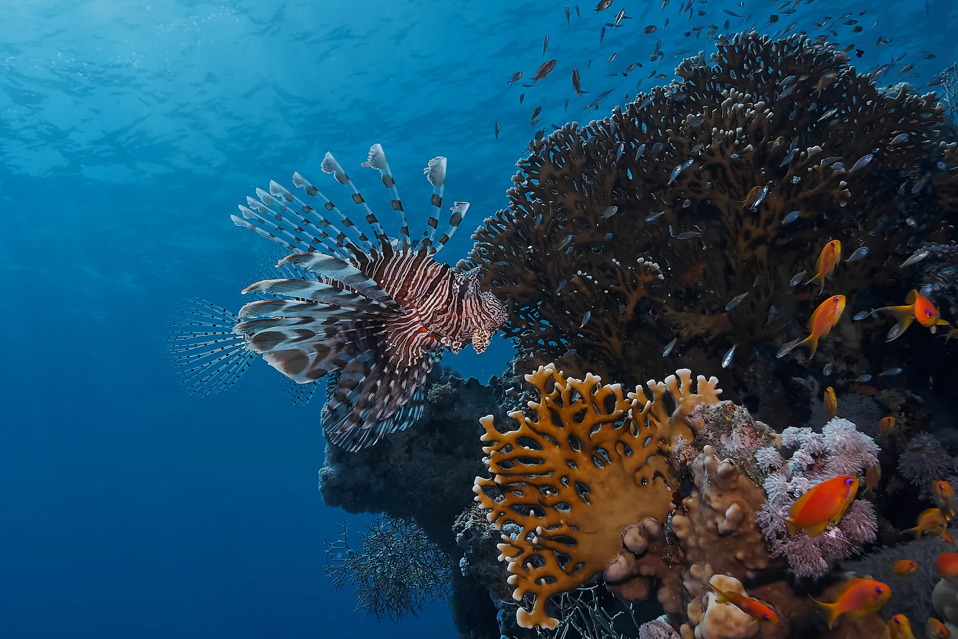 Lionfish hunting near coral reef with orange anthias fish in blue water, Toger Beach, Bahamas