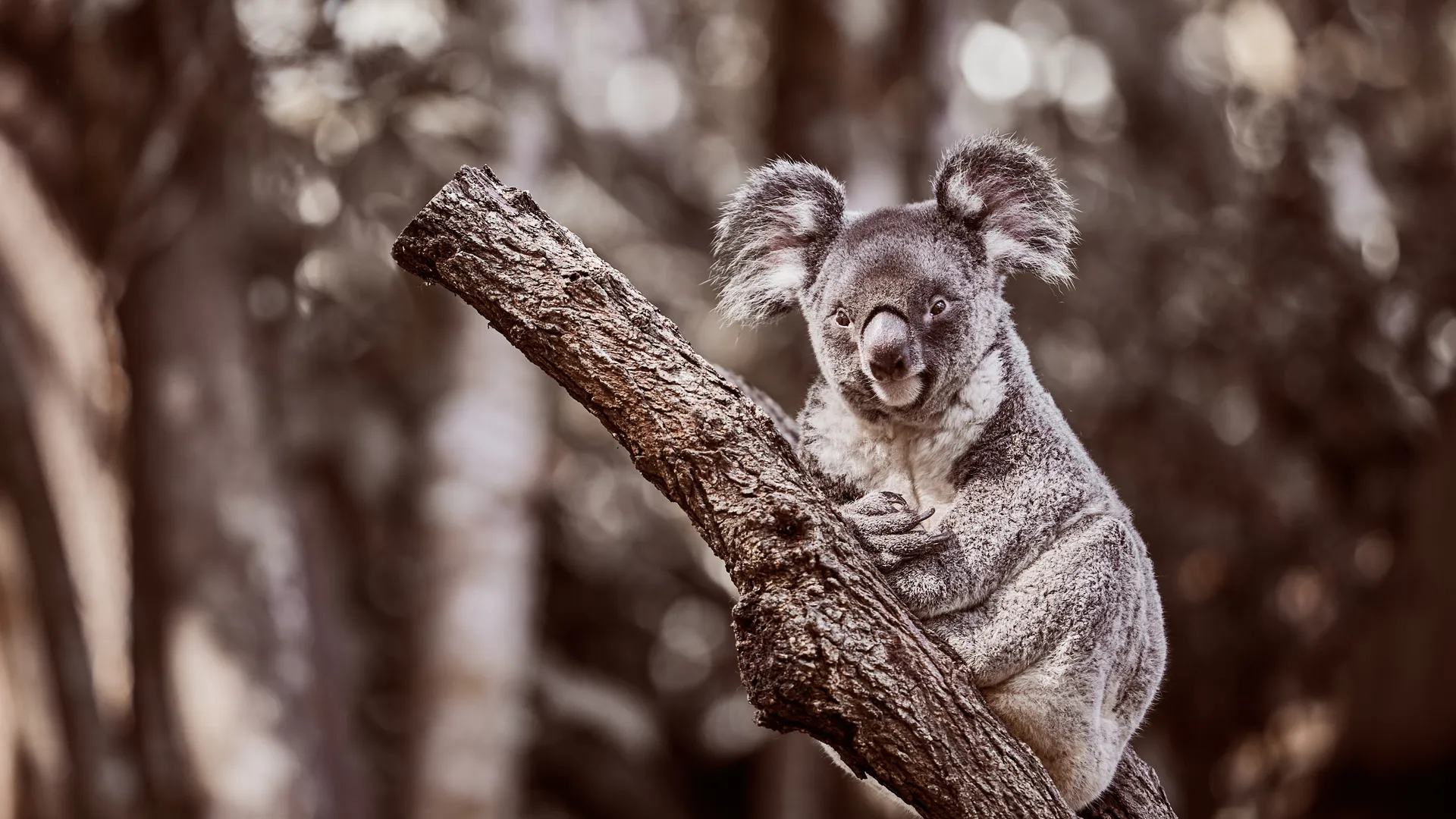 Koala clinging to a tree branch looking directly at the camera, Kuranda Natioal Park, Queensland, Australia