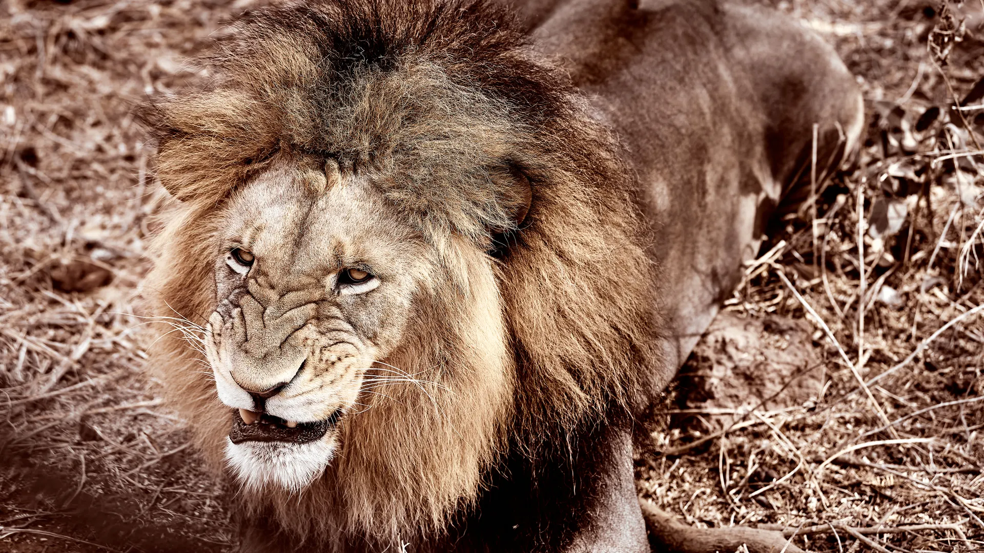 Male lion resting on dry ground with a powerful mane, Senegal