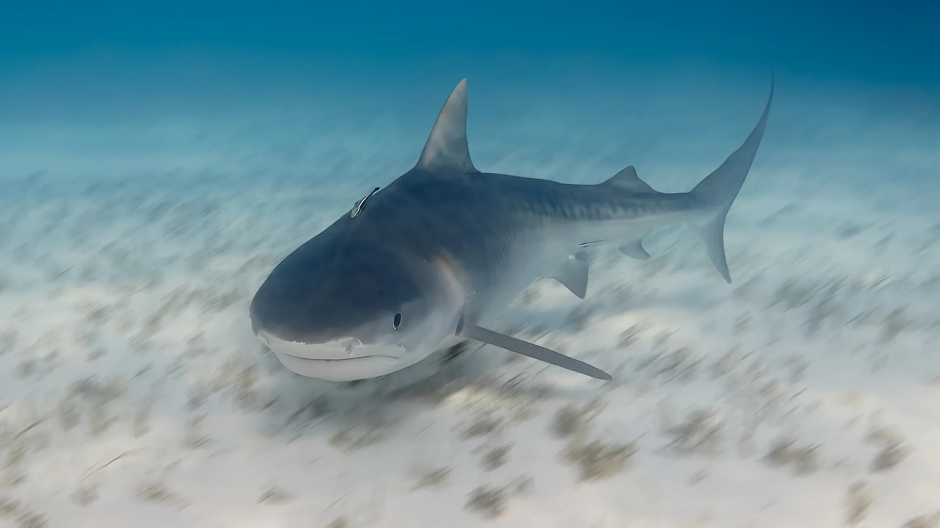 Tiger shark gliding over a sandy seabed in shallow tropical water, Tiger Beach, Bahamas