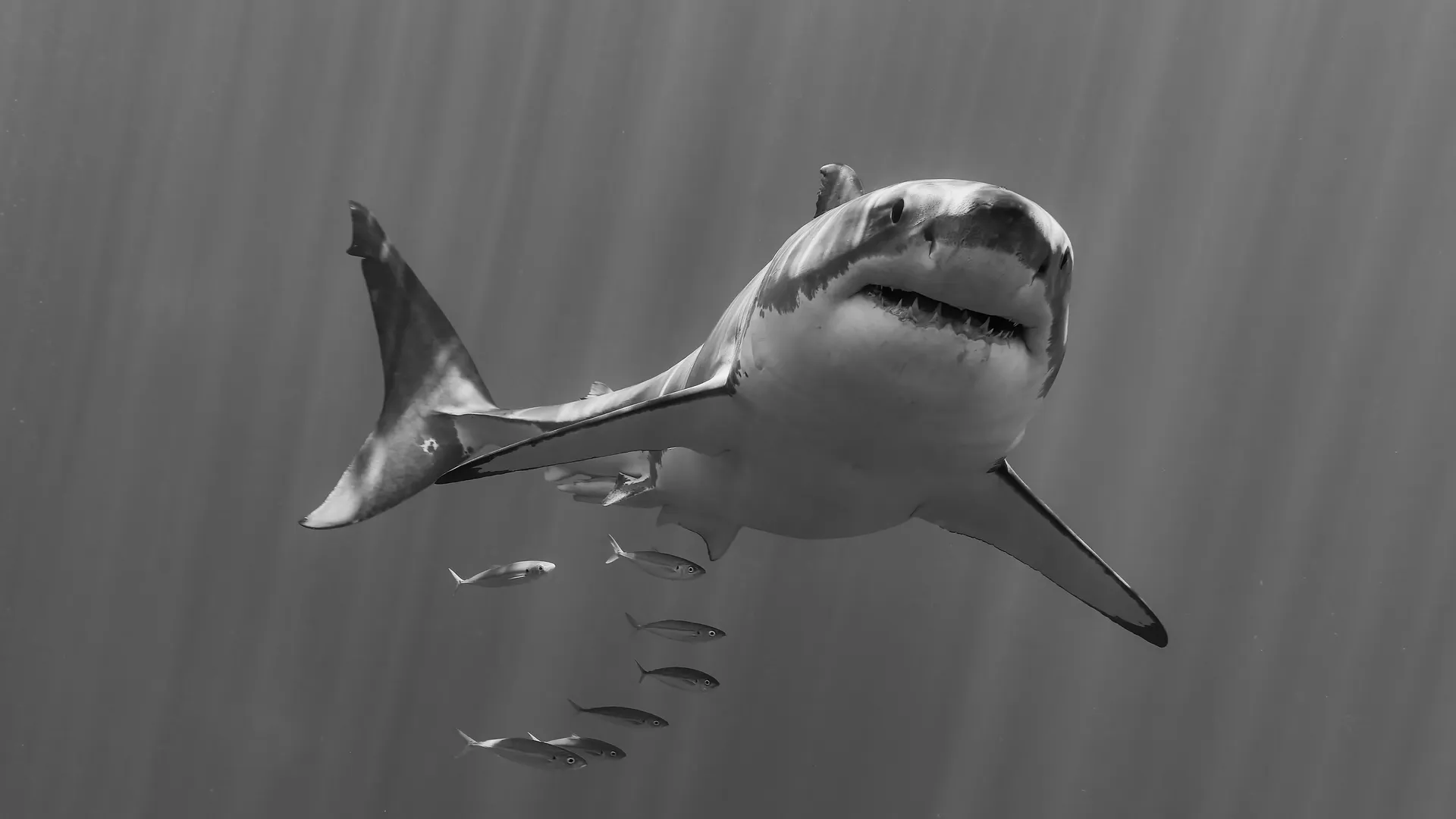 Black and white photograph of a great white shark with trailing pilot fish in sunlit water