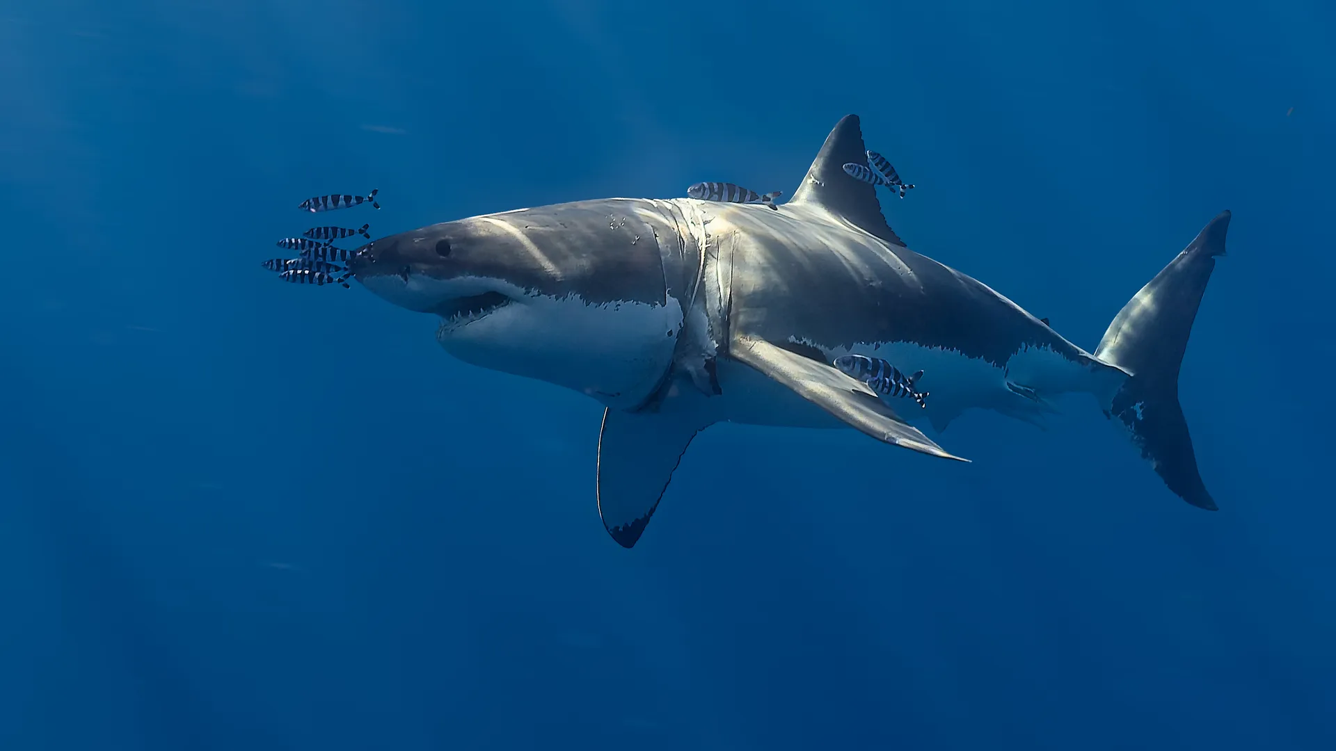 Great white shark escorted by striped pilot fish in deep blue ocean water