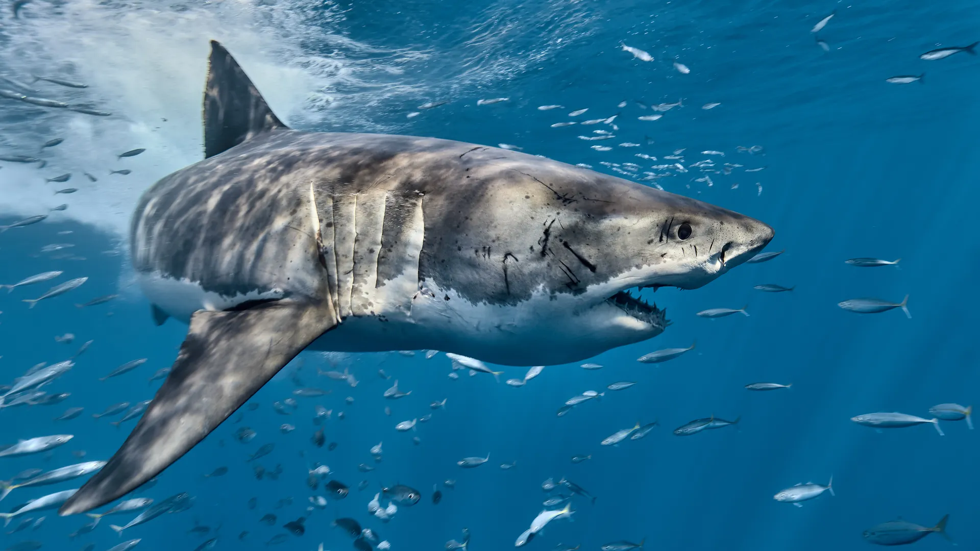 Great white shark swimming through a school of fish near the ocean surface