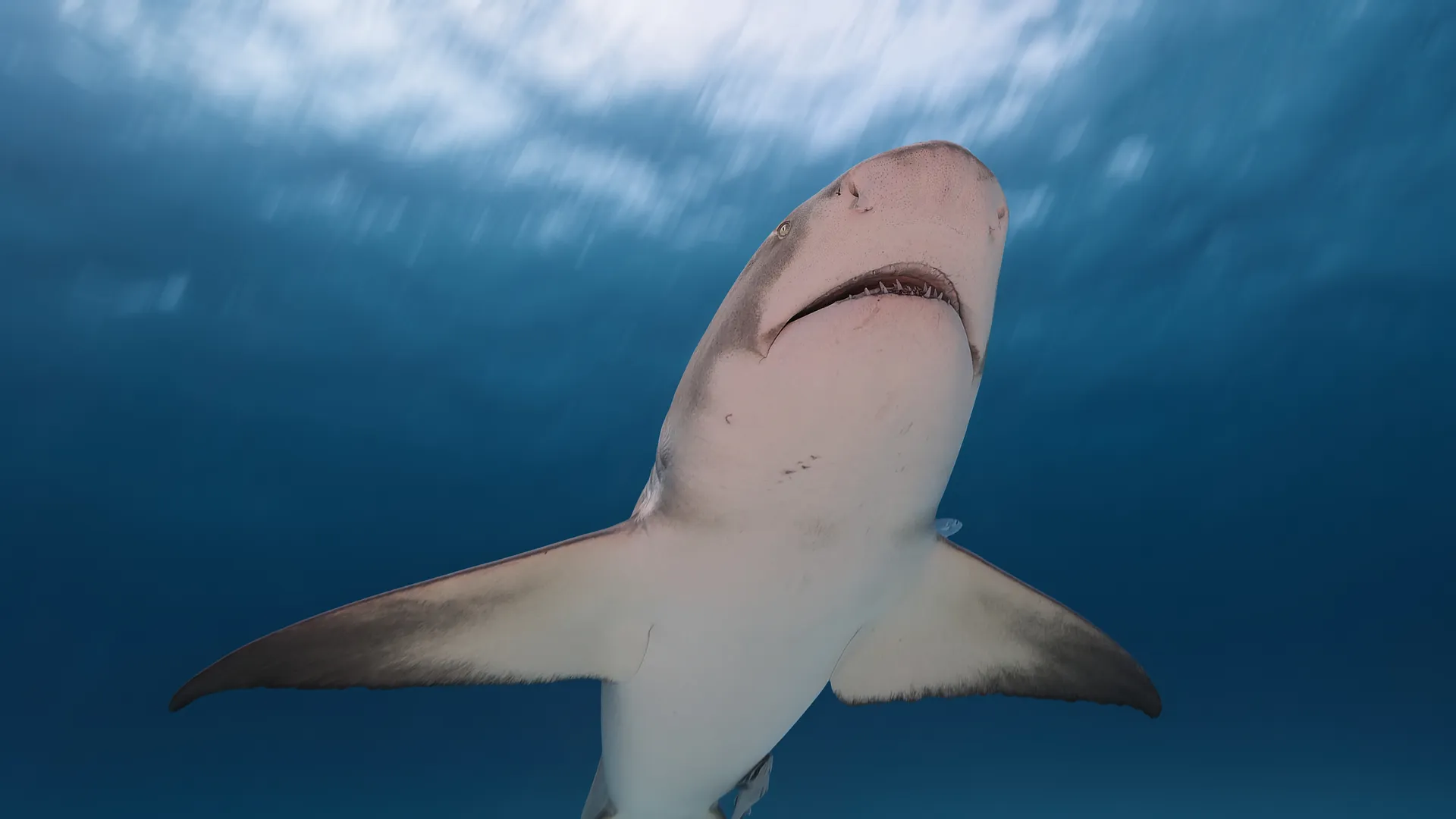 Lemon shark viewed from below gliding near the surface with outstretched pectoral fins
