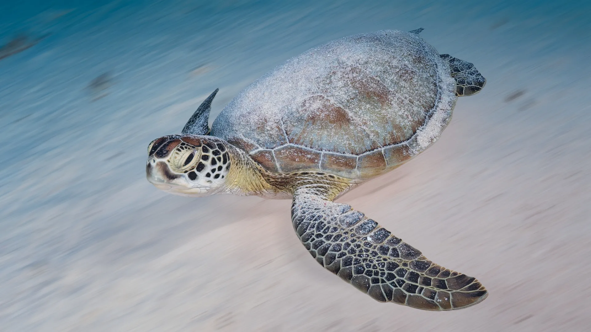 See turtle on the sea bed, Marsha Shagra, Egypt