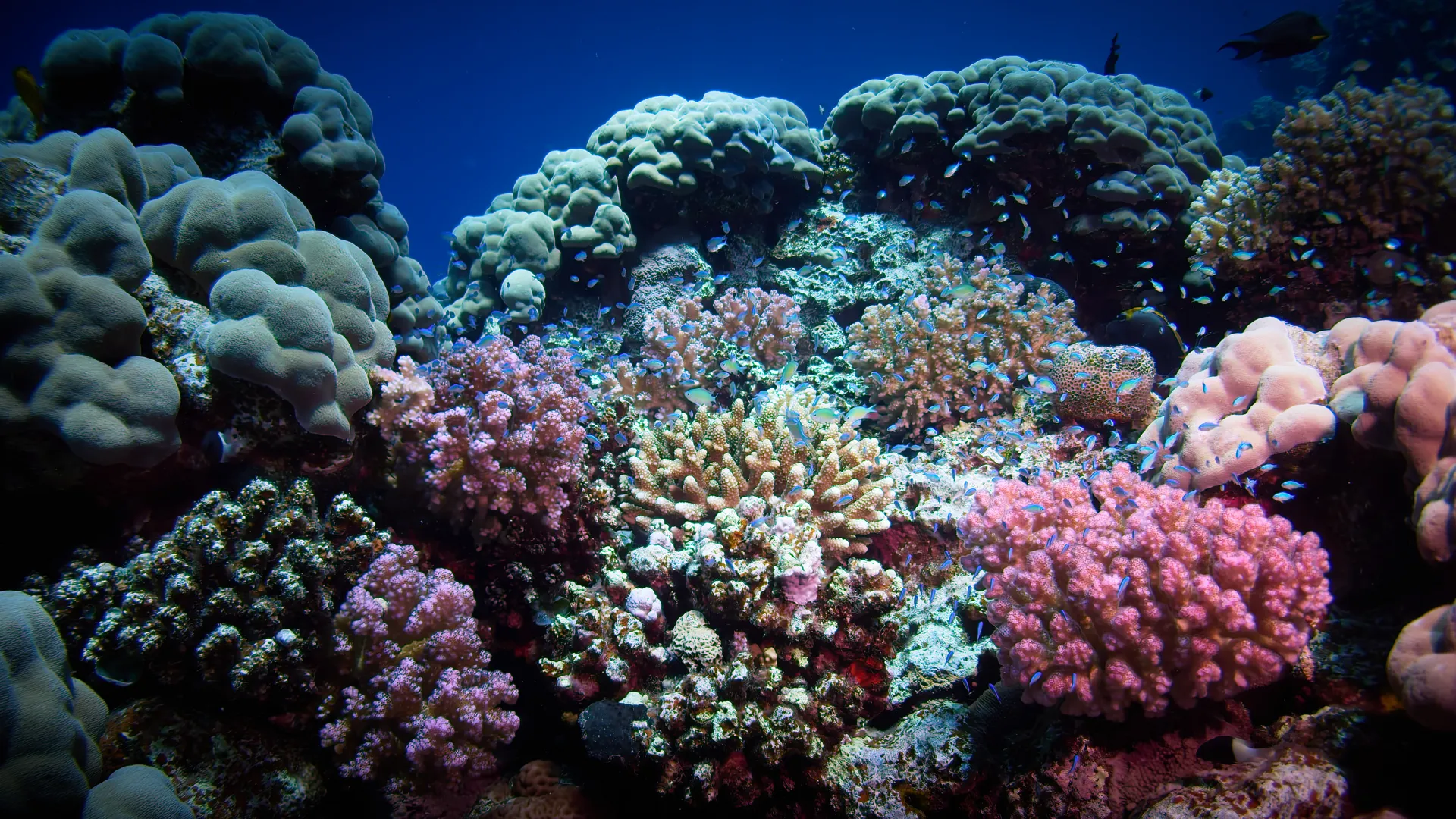 Colourful coral reef, Al Lith, Kingdom of Saudi Arabia