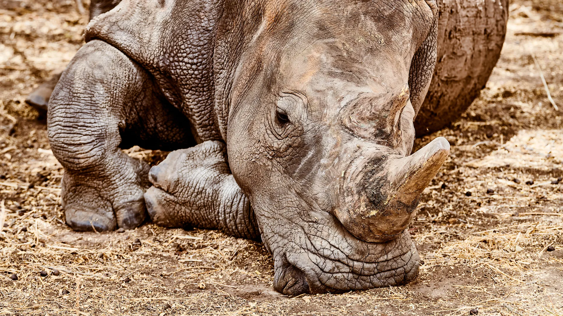 Rhinoceros standing in profile on dry grassland, Senegal